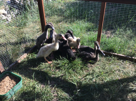Indian Runner duck and drake for sale