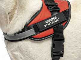 Small Dog Harness & 2 leads