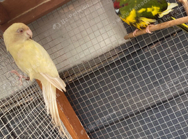3 Kaks look new aviary