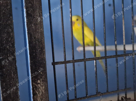 Budgies for sale