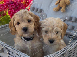 Miniature cockapoo