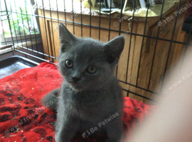 Beautiful British shorthair kitten ,