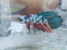 FREE Female Betta
