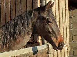 3yr old colt by Amour G