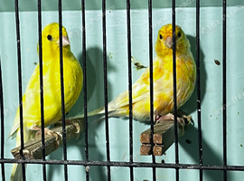 Pair of yellow canarys