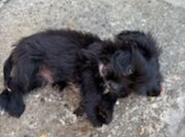 Girl puppy