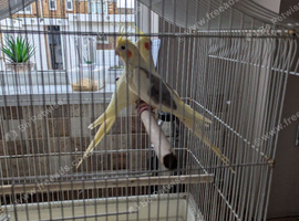 Hand tame baby cockatiels