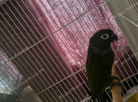 Crimson conure with dna
