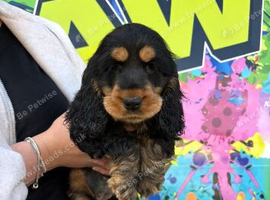 Cocker spaniel puppies