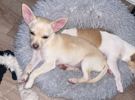 Chihuahuas