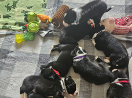Beautiful Border Collie Puppies &ndash; Looking for Their Forever Homes