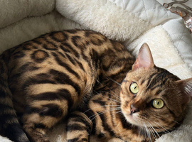 Bengal Cat Loving, Fully Trained & equipped