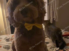 Male dog