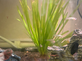 Guppies / endlers for sale