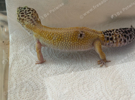 Leopard gecko