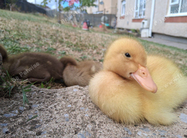 Week old ducklings