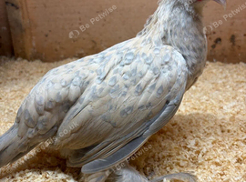 3 x Sablepoot bantams POL 18 wks old