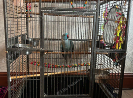 Tiny Tim Blue ringneck for sale