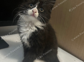 Long haired mixed with British short hair kittens
