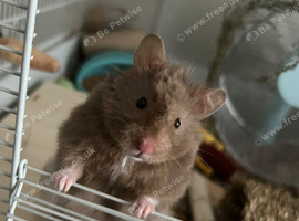 Syrian Hamster full set up