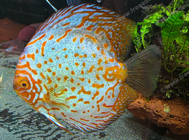 Pair of breeding discus