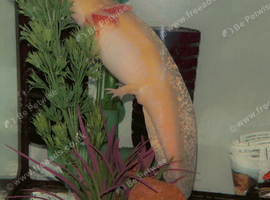 Female axolotl