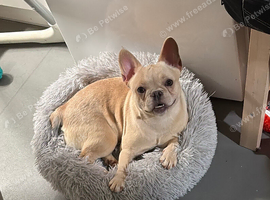 Female French bulldog