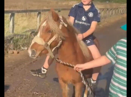 7 year old section A gelding