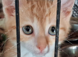 Beautiful  manx kittens