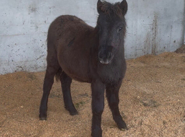 Shetland X filly foal