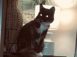 2 year old female cat
