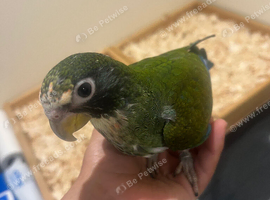 Hand reared baby white caped Pionus