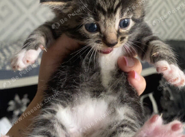British shorthair x tabby