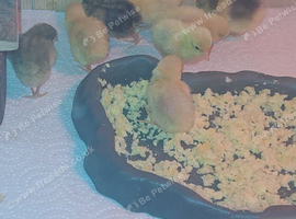 Button quail for sale