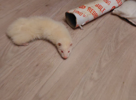 Ferrets