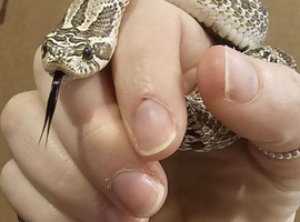 Stunning Male Arctic Hognose