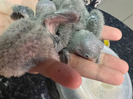 Baby lovebirds