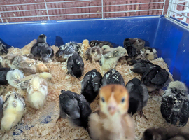 2 week old chicks available