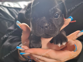 FRUG PUPPIES