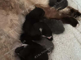 Seal point ragdoll for sale in Lancaster