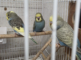 Baby budgies
