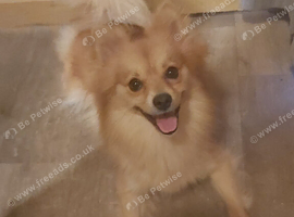 2 yr old female pomeranian