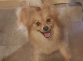 2 yr old female pomeranian