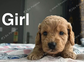 Lilac stunning apricot cockapoo girls and boys available