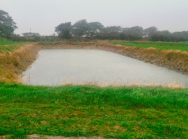 Geese wanted for pond