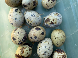 Quail eggs  Coturnix