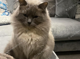 2 year ragdoll for sale