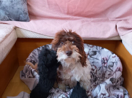 Cackapoo puppy