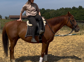 15.3hh Irish gelding
