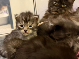 Pedigree Maine Coon Kittens HIGH SMOKE BOY LEFT